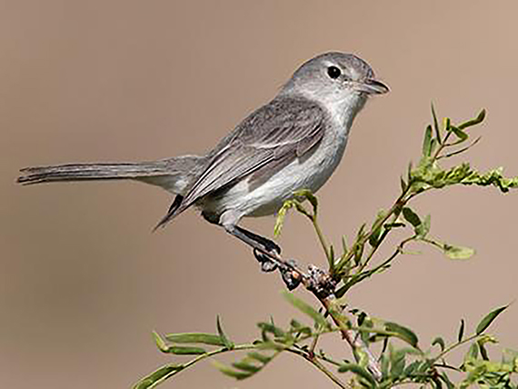 A least Bell's vireo, a small gray songbird, perched on a green willow twig.
