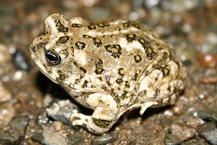 An arroyo toad, sandy-tan with dark-edged warty spots, sitting on wet pebbly streambed.